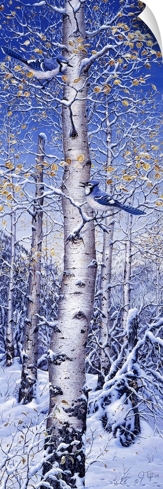 A bluejay in a white birch tree, snow covering the ground.