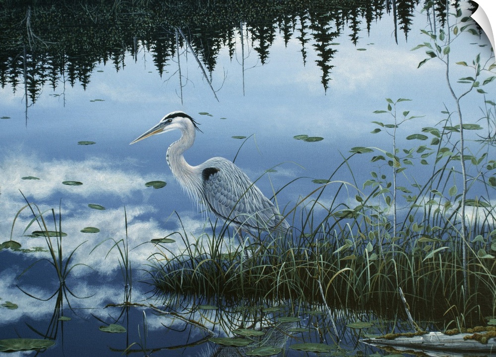 an egret standing in a swampy area with its reflection in the water
