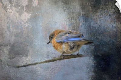 Bluebird In Winter