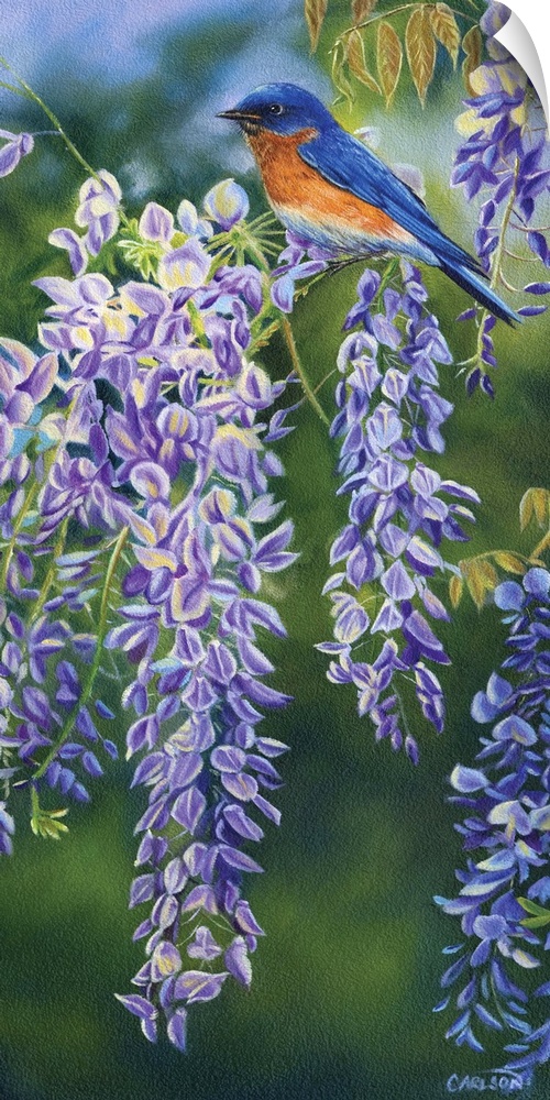 bluebird on purple wisteria