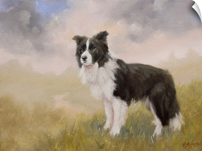 Border Collie In A Field