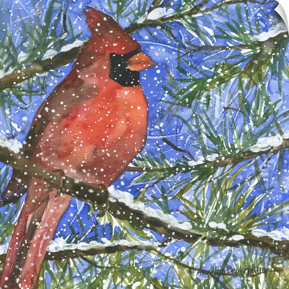 Male cardinal in a pine tree.