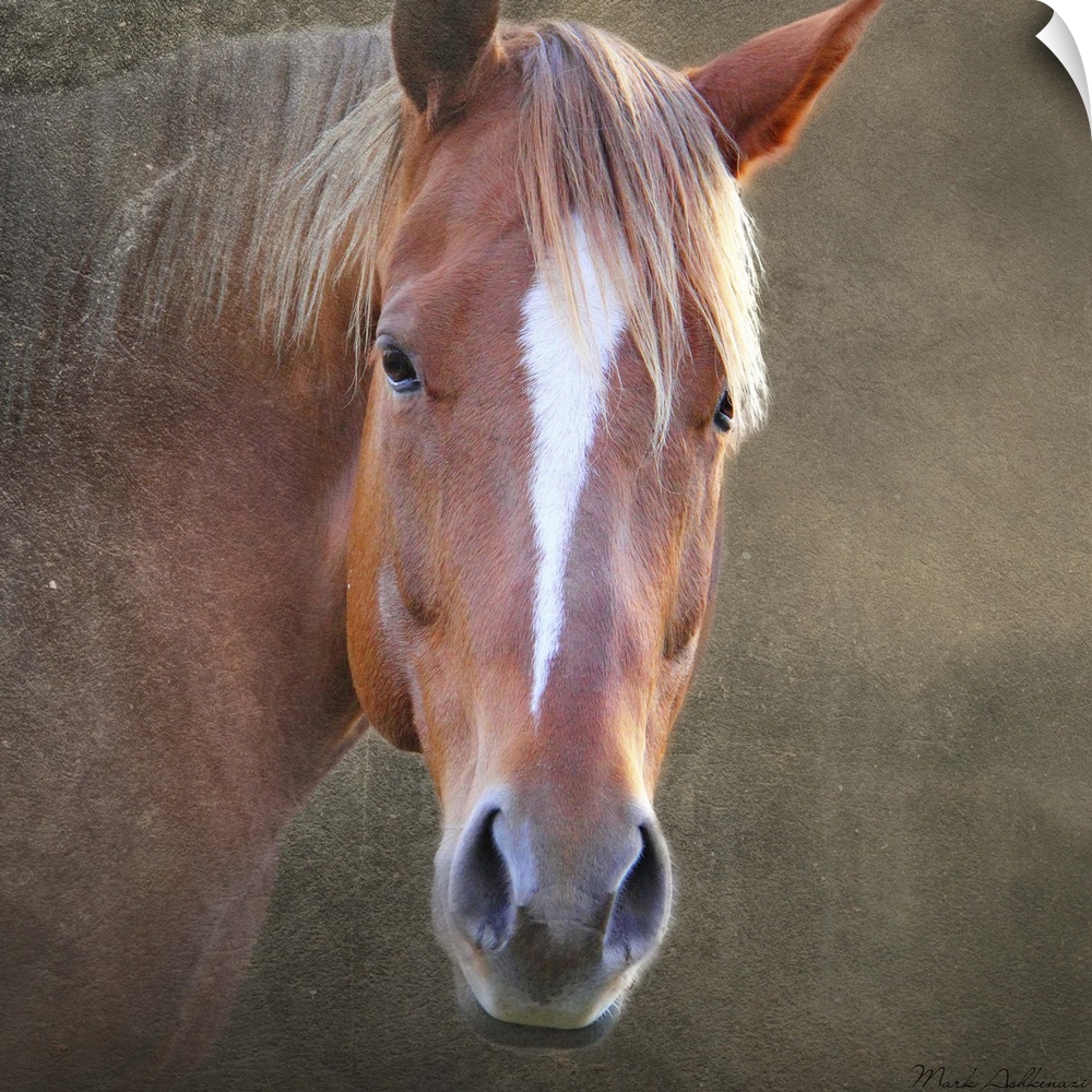 Photograph of a brown horse, with a white blaze in the center of the face.