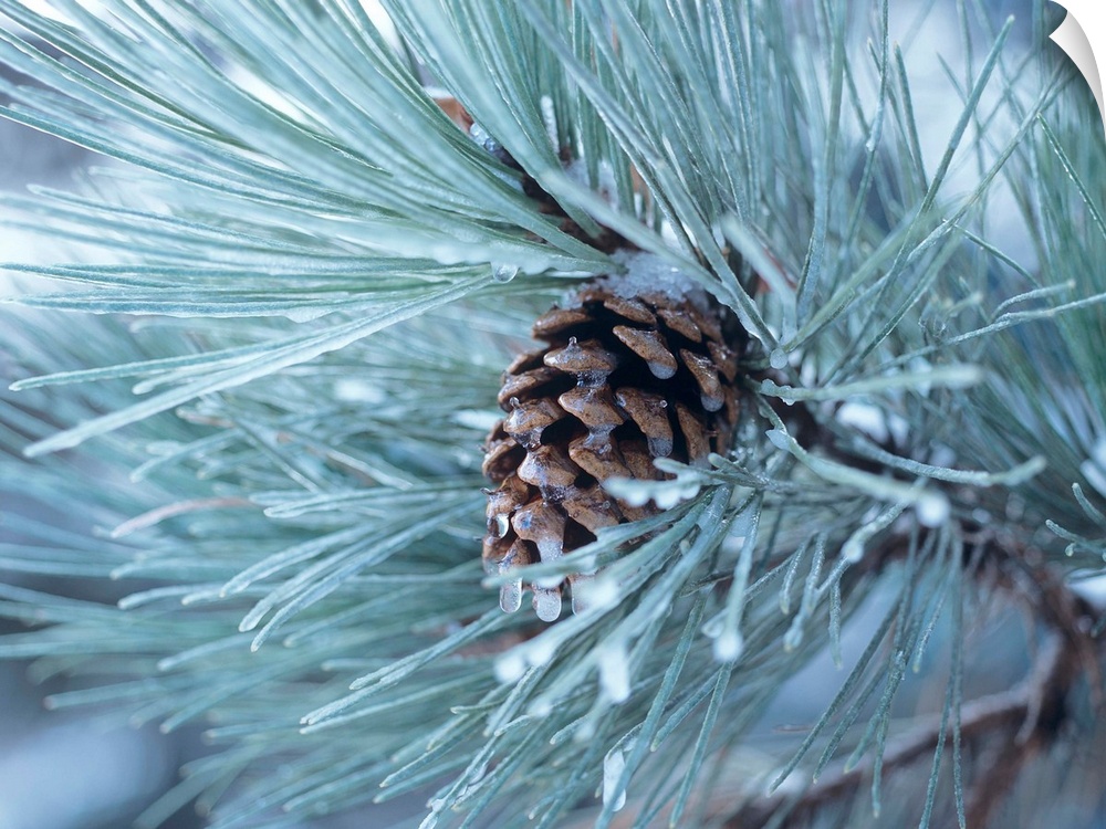 Close-up photograph of a pine cone on a frosty pine needle covered tree branch.