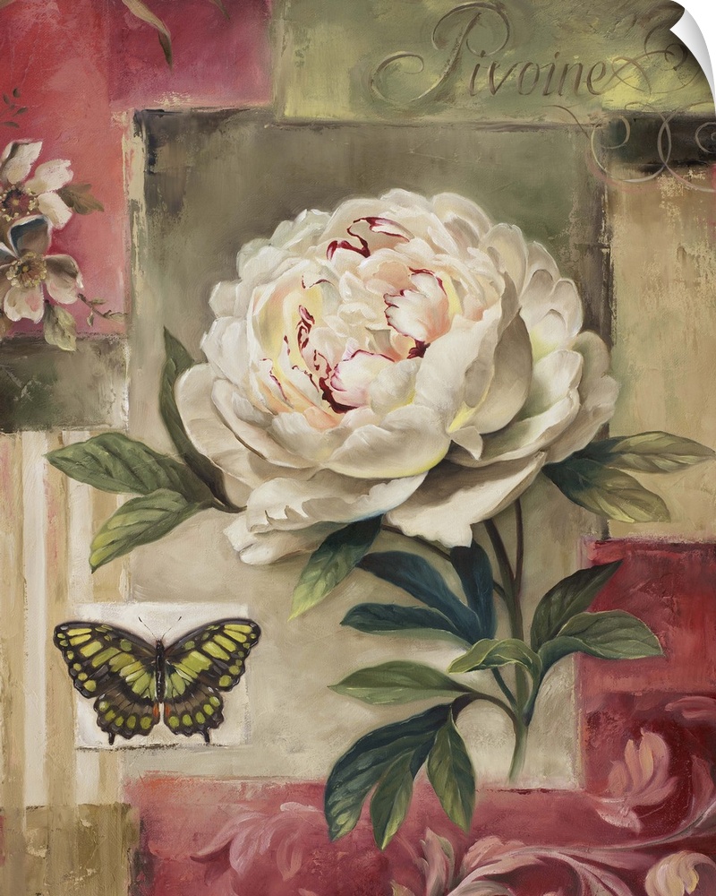 white peony with a butterfly