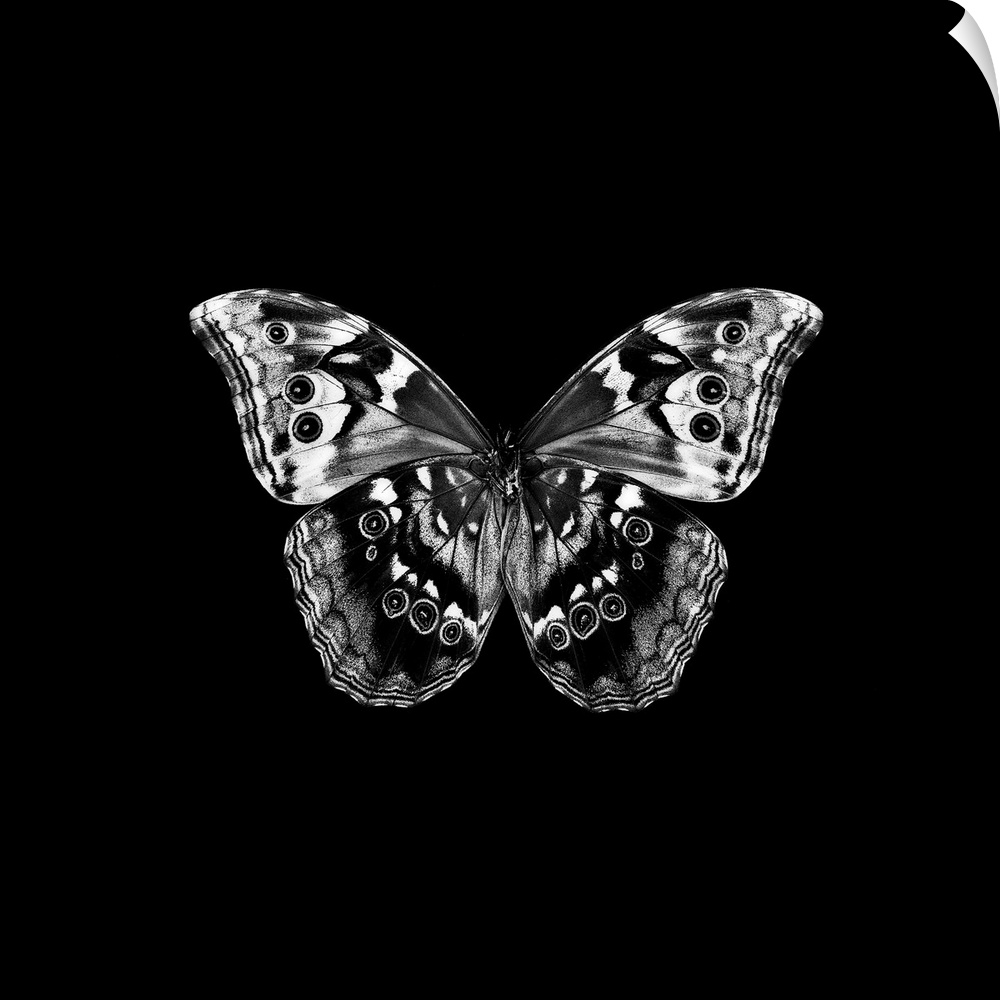 BW Butterfly on Black