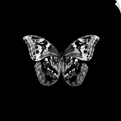 BW Butterfly on Black