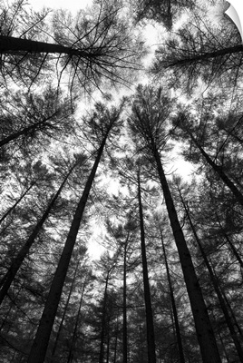 BW Tall Forest