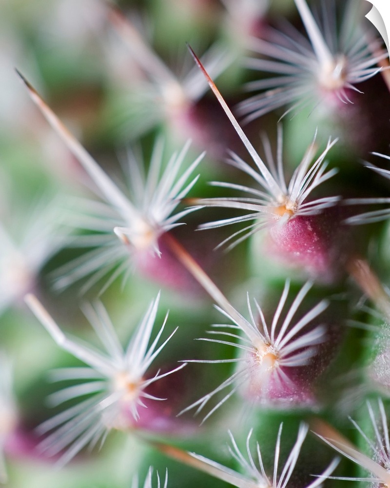 A photograph of an extreme close-up of cactus spines.