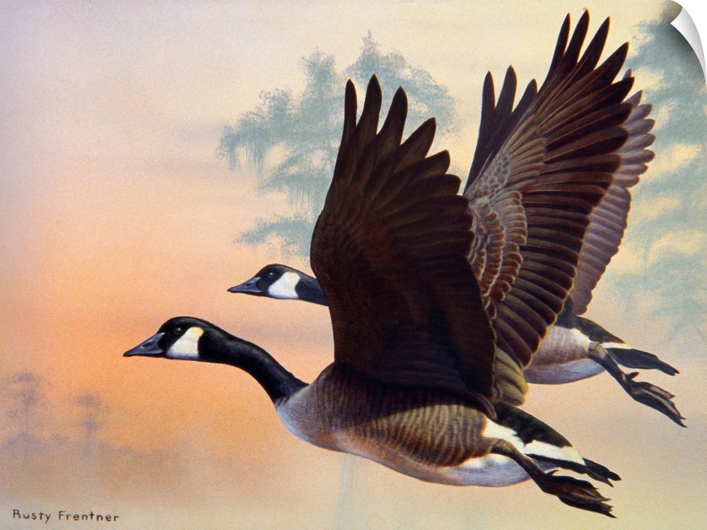 Two canada geese flying at sunset, or sunrise.