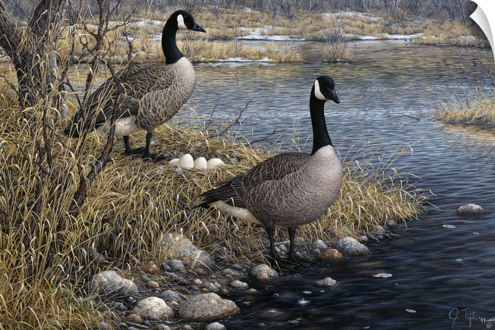 two geese standing on either side of a nest of eggs, on the shoreline. One goose standing with its feet in the water