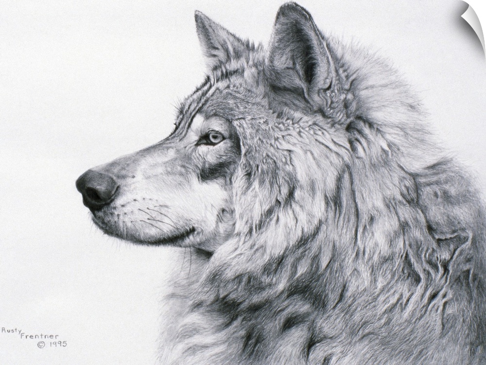Profile drawing of a wolf.