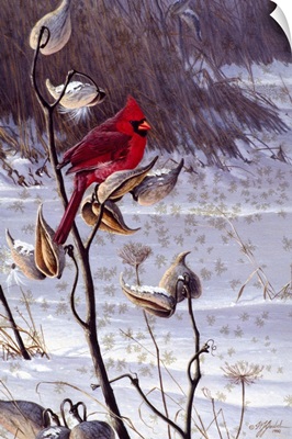Cardinal and Milkweed