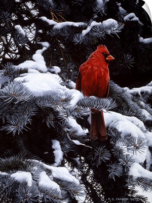 Cardinal In Blue Spruce