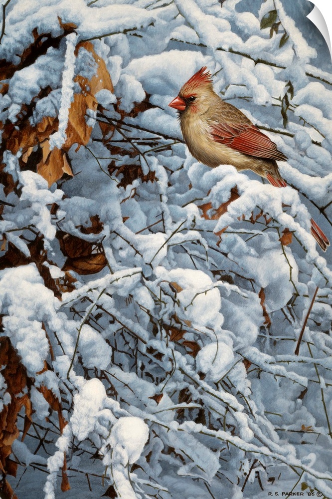 A female cardinal perched on a snow covered limb winter.