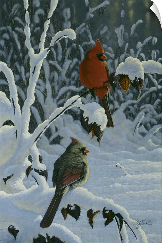 A pair of cardinals on  a snow covered branch.