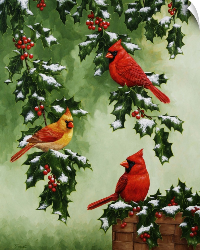 Three cardinals perched on snow-covered holly branches.