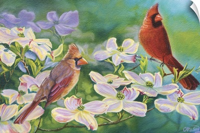 Cardinals Of Spring