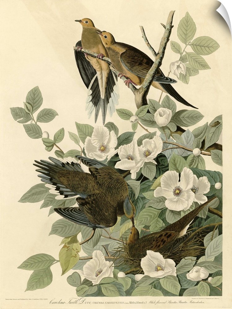 Audubon Birds, Carolina Turtledove