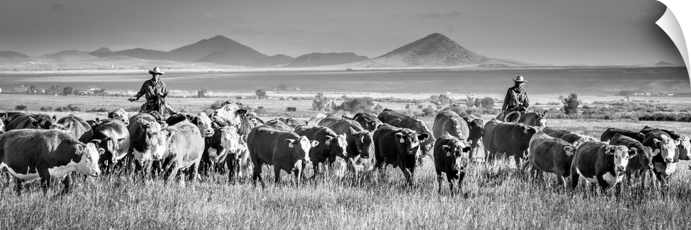 Black and white panoramic photograph of two cowboys herding cattle.