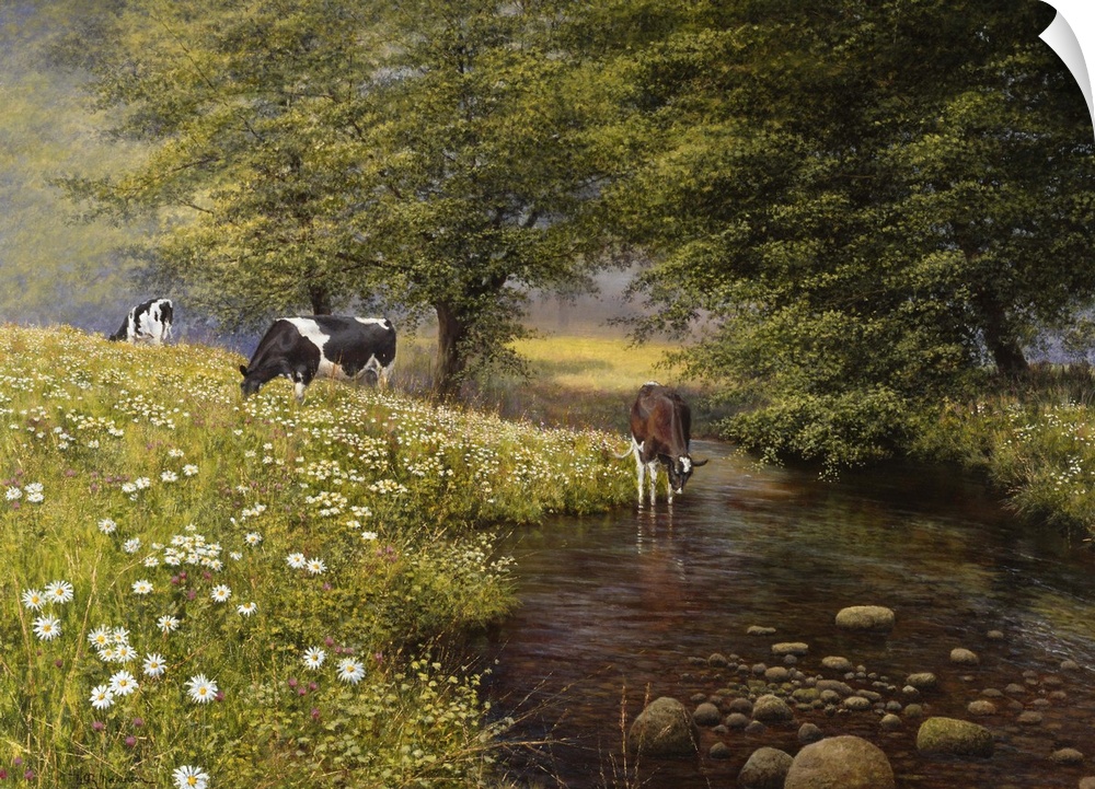 Cows in field of daisies and drinking at the stream.