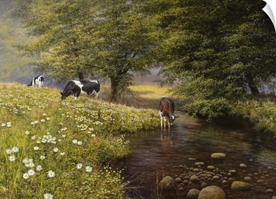 Cattle By The Stream
