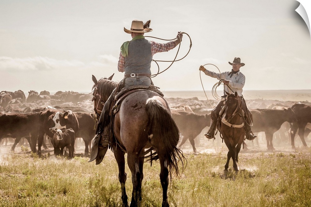 Photograph of two cowboys with their lassos in the air while herding cattle.