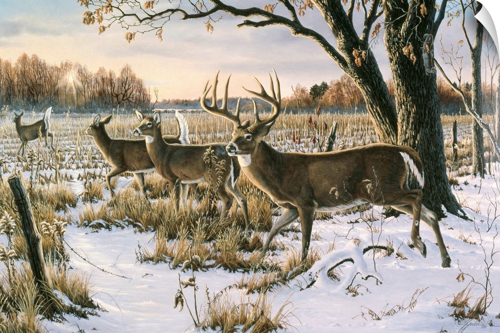 Herd of white tails in a snowy field.
