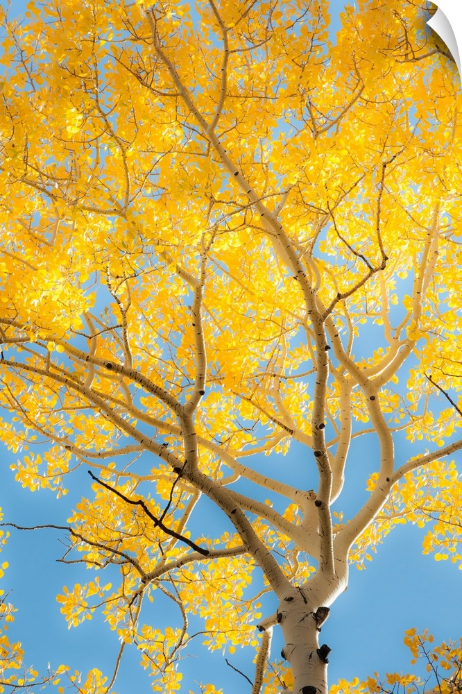 birch tree, against the sky, color photograph
