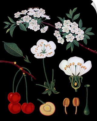 Cherry Tree - Botanical Illustration