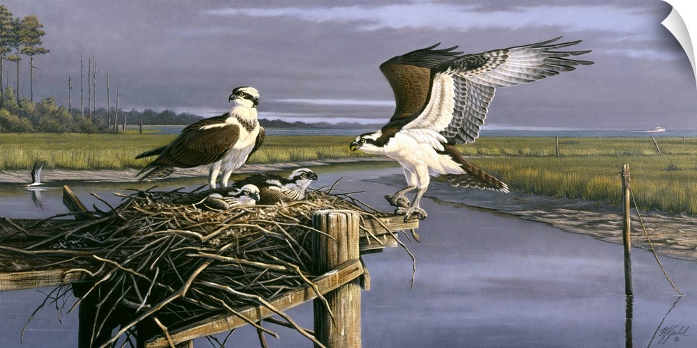 Contemporary painting of an osprey landing back to its nest.