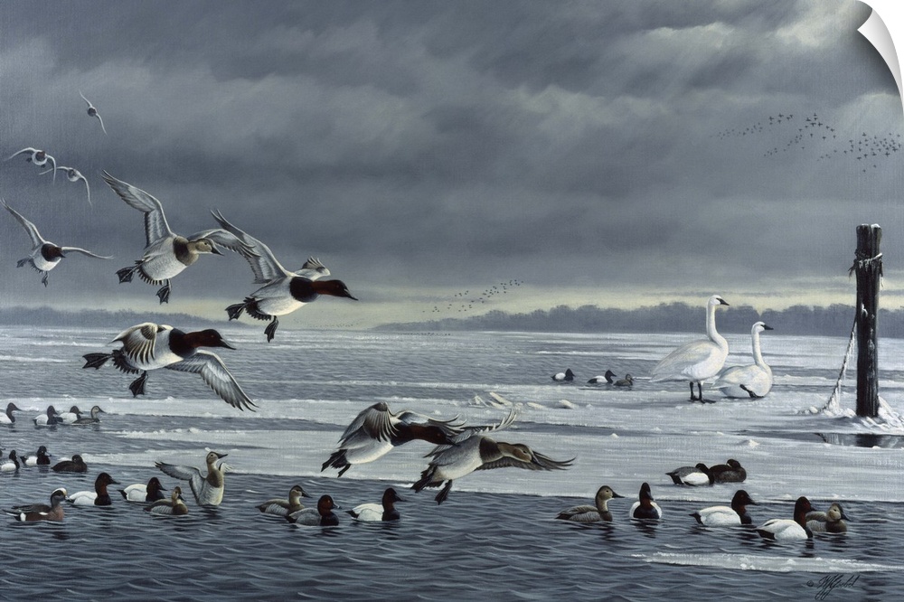 Flock of canvasbacks on ice.