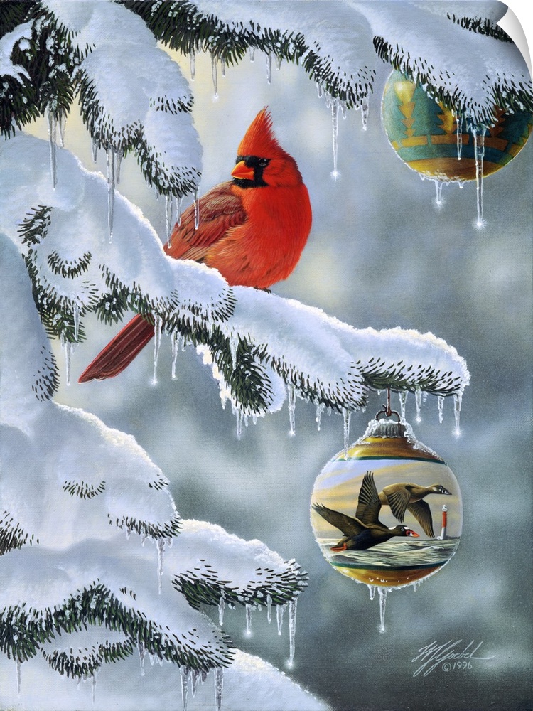 A male cardinal sitting on a snow covered branch with a christmas ball, ornament hanging from the branch below and above.