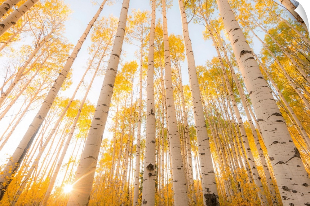 Aspen tree woods in sunlight