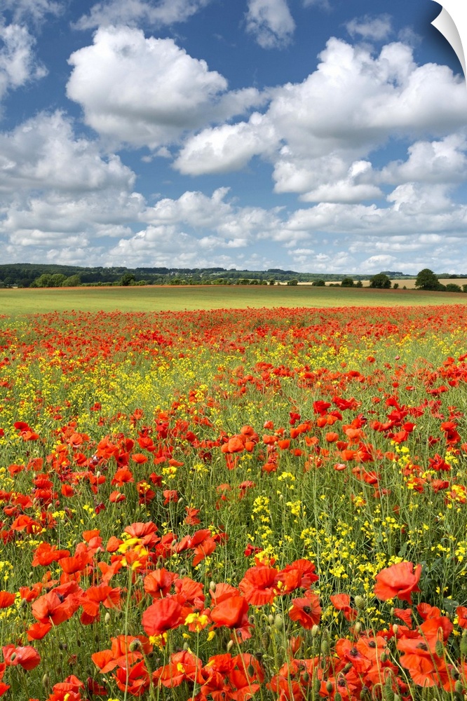 Bright red poppies in a field under a sky with large white clouds.