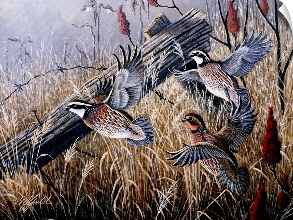 Quails fleeing the golden grass of the wilderness in a hurry.