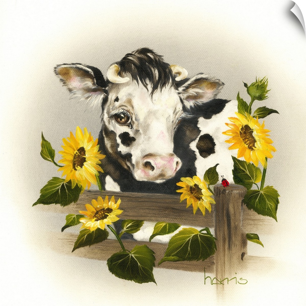 Black and white cow looking over a fence with four sunflowers.