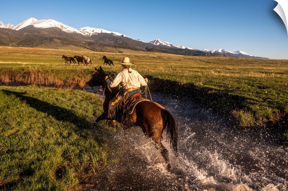 Action photograph of a cowgirl crossing a river on horseback with a herd of horses in front of her.