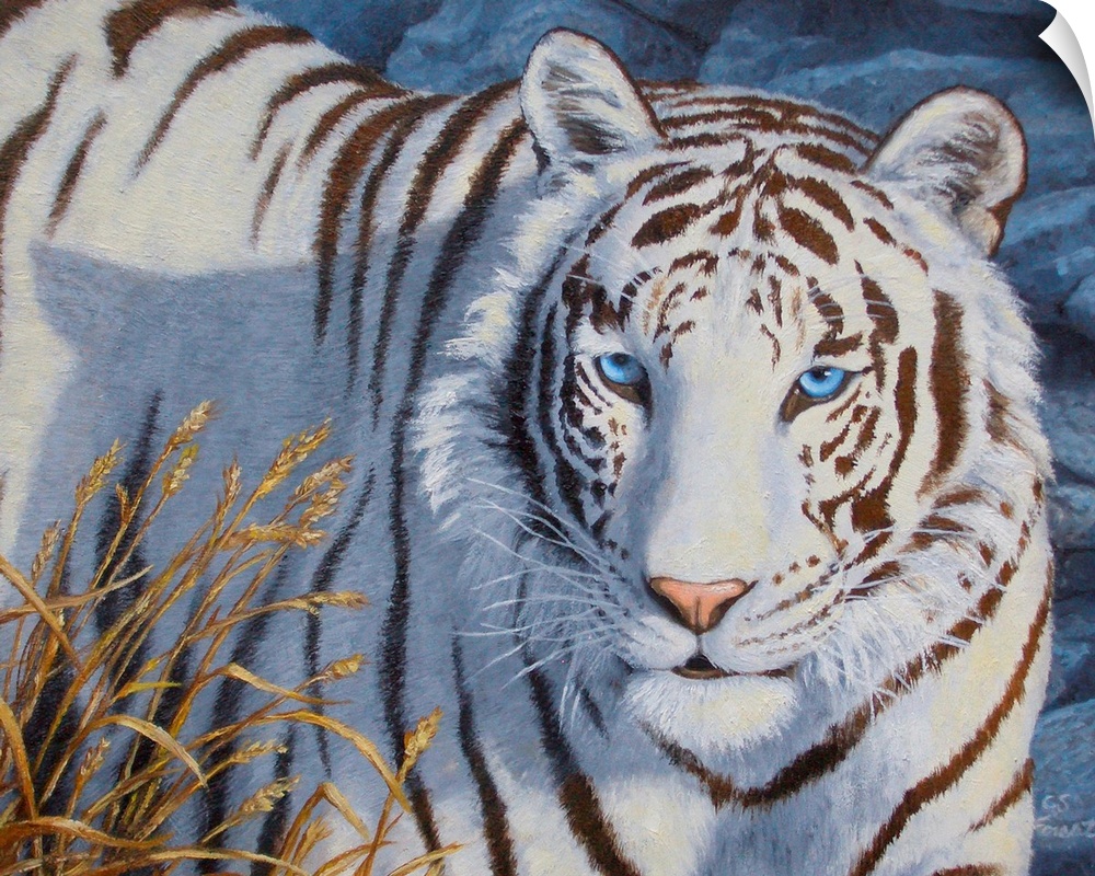White Tiger blue eye of the tiger