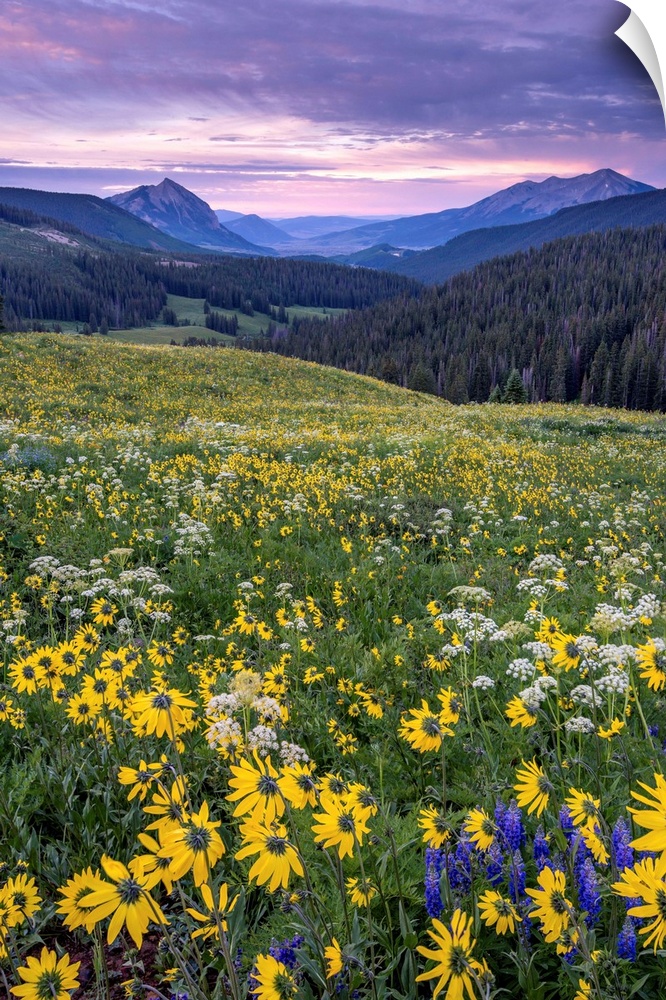 Landscape photograph with a field of wildflowers and mountains in the distance at sunset.