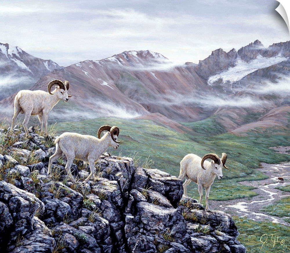 big horn sheep, mountain rock