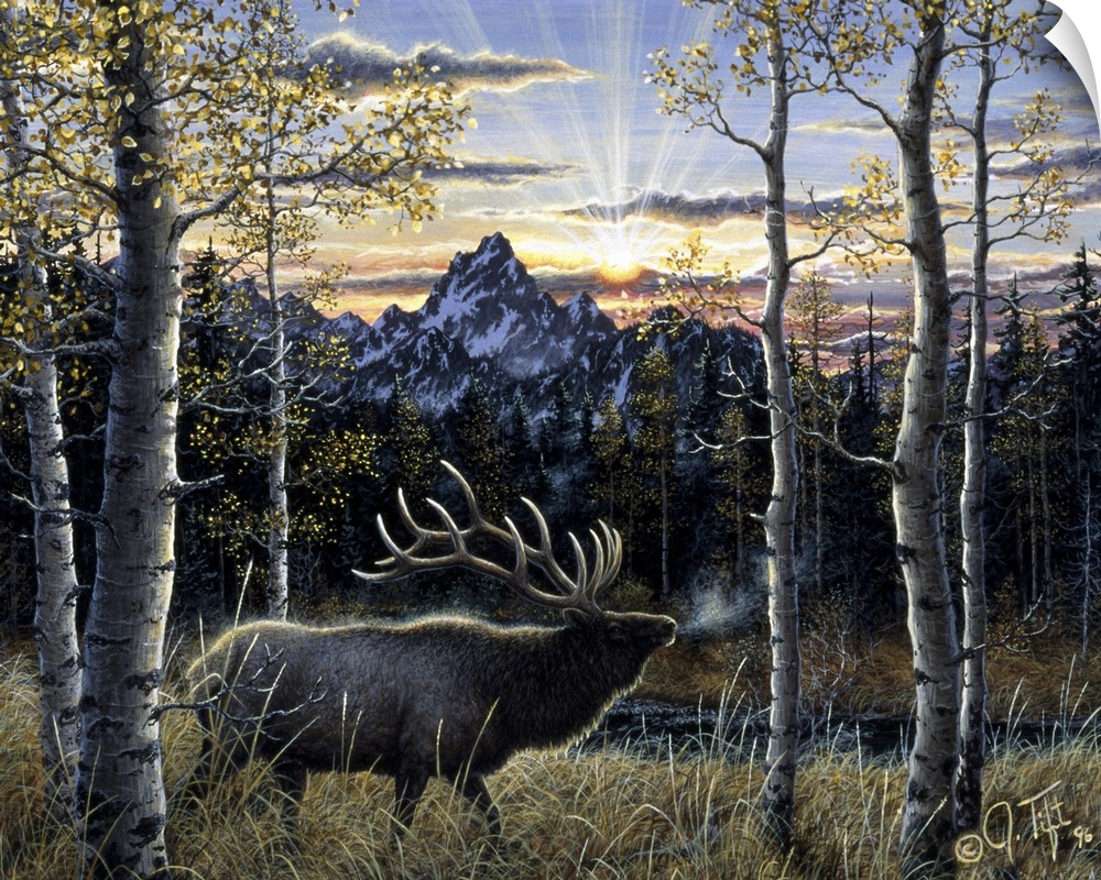 an elk standing in the birches mountain in background