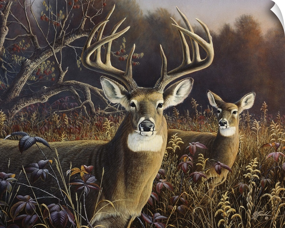 Two deer stand in an autumn field.