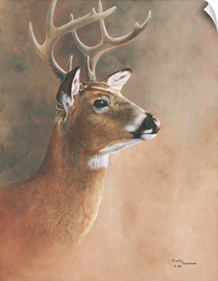 Deer Close-Up