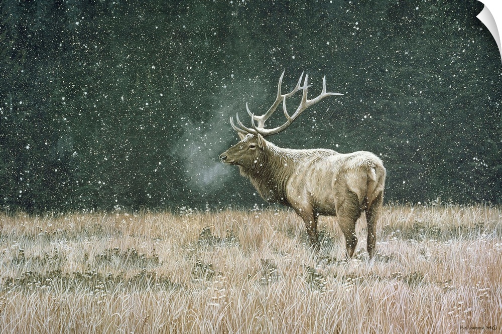 Mist rises from an Elk's mouth as it stands in a grassy field, snow falling from the sky.