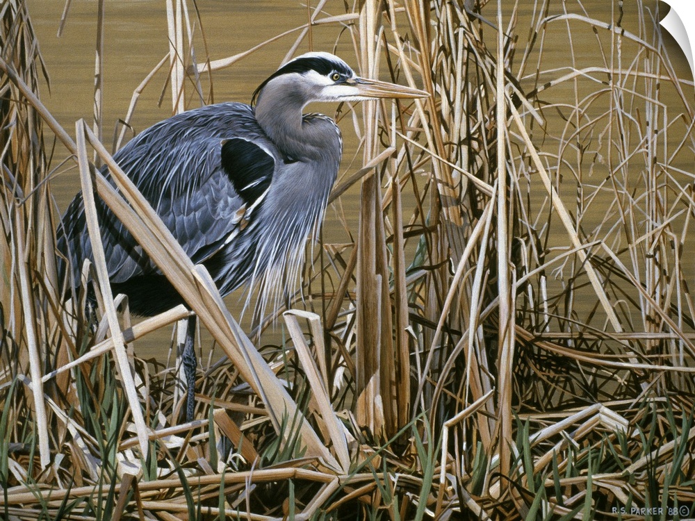 A blue heron stands in a group of tall grass and reeds at the edge of a swamp.