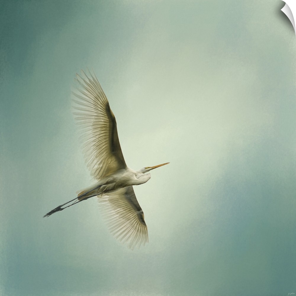 A white egret with a large wingspan soars through the sky.