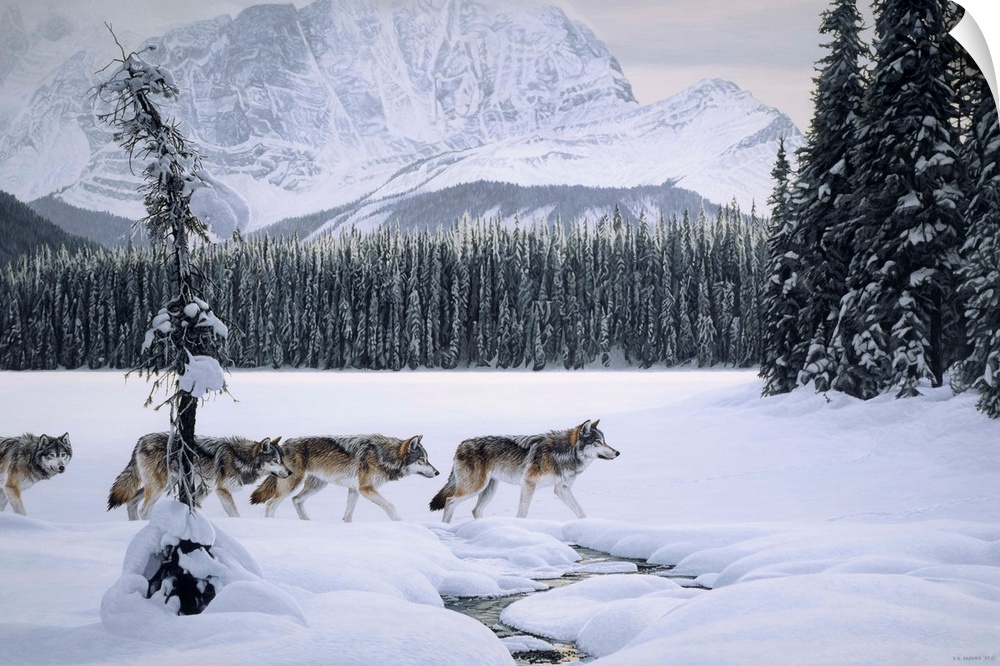 Wolves crossing the lake with a small stream running through the snow.