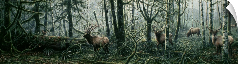 a herd of elk in the forestroosevelt elk