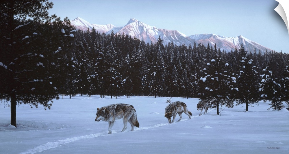 A group of wolves makes their way across the snowy landscape in the evening light.